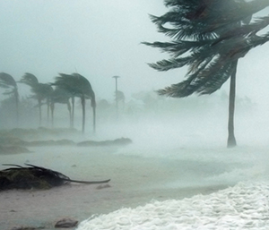 Palm trees on a beach, blowing in the wind during a hurricane.