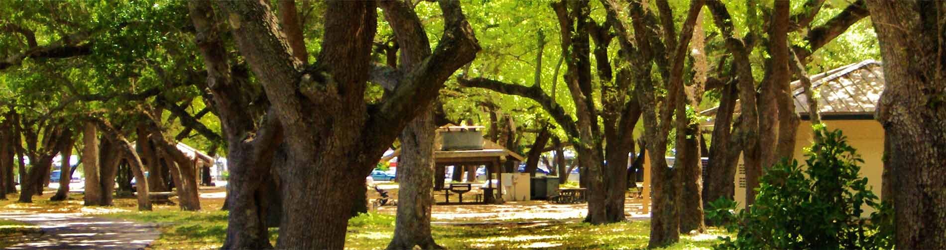 A focus on the trees at Topeekeegee Yugnee Park.